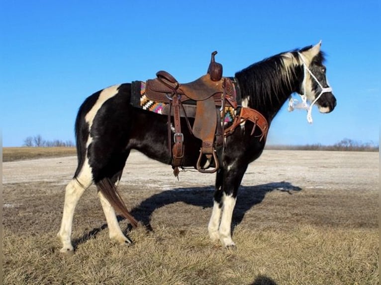 Quarter Pony Klacz 10 lat 132 cm Overo wszelkich maści in Atlanta