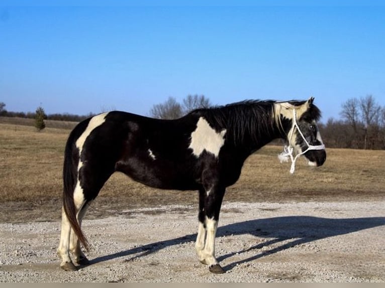 Quarter Pony Klacz 10 lat 132 cm Overo wszelkich maści in Atlanta