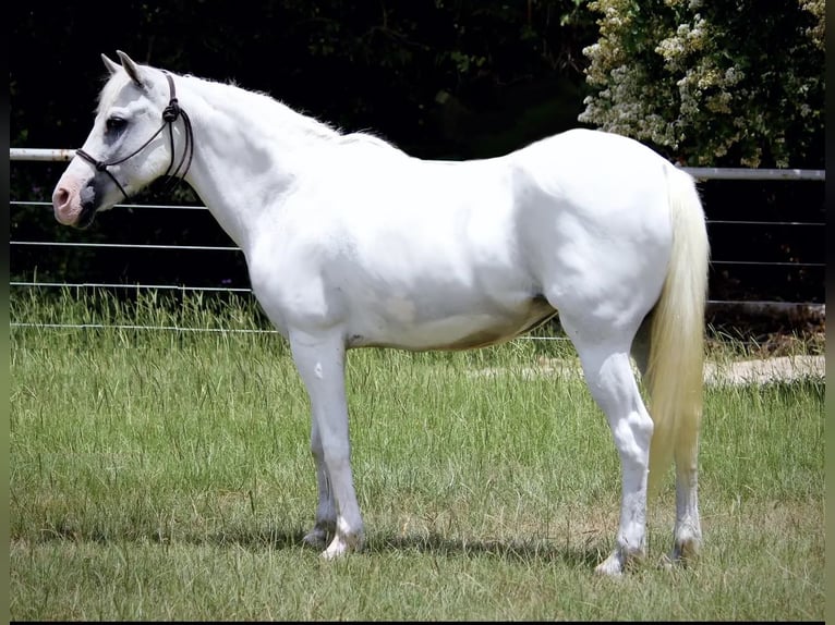 Quarter Pony Klacz 11 lat 132 cm Biała in Marana, AZ