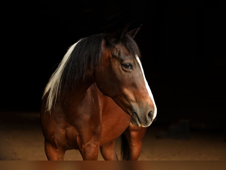 Quarter Pony Klacz 12 lat 137 cm in Falmouth, KY