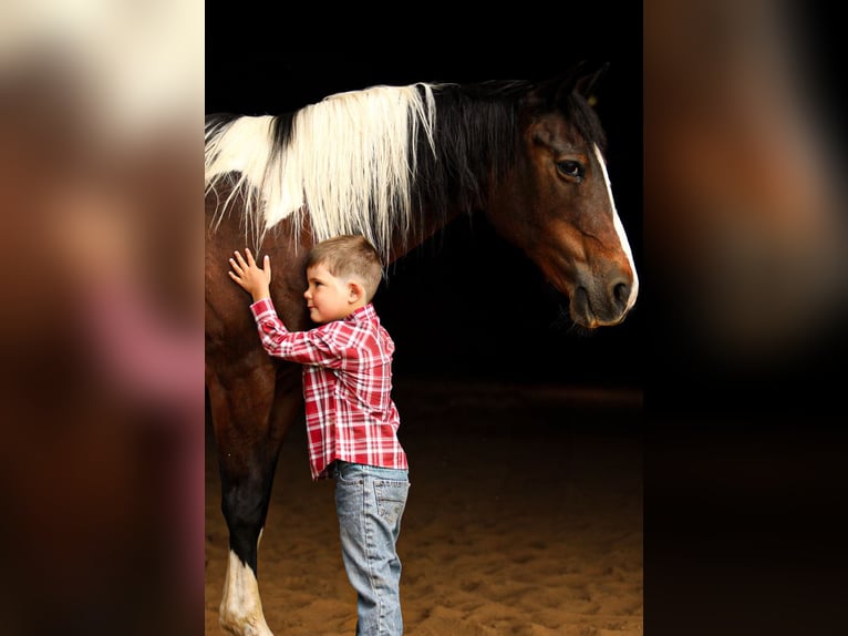 Quarter Pony Klacz 12 lat 137 cm in Falmouth, KY