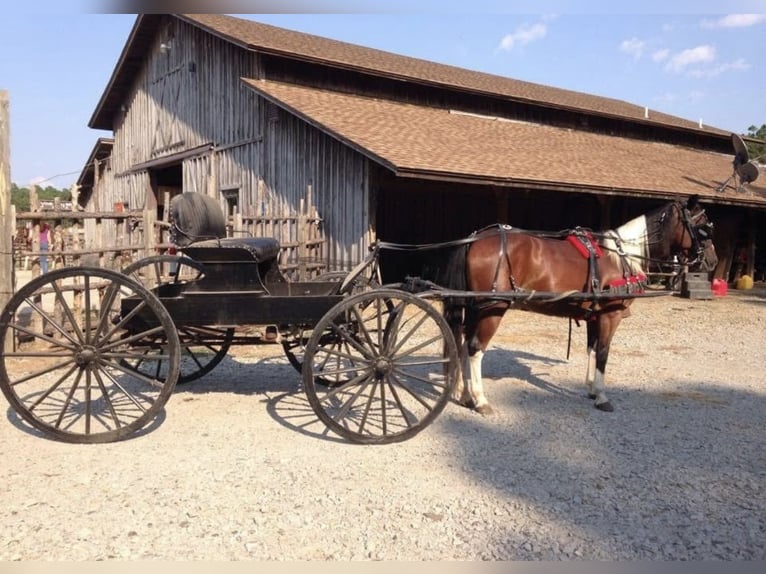 Quarter Pony Klacz 12 lat 137 cm in Falmouth, KY