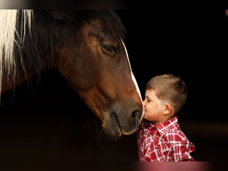 Quarter Pony Klacz 12 lat 137 cm in Falmouth, KY