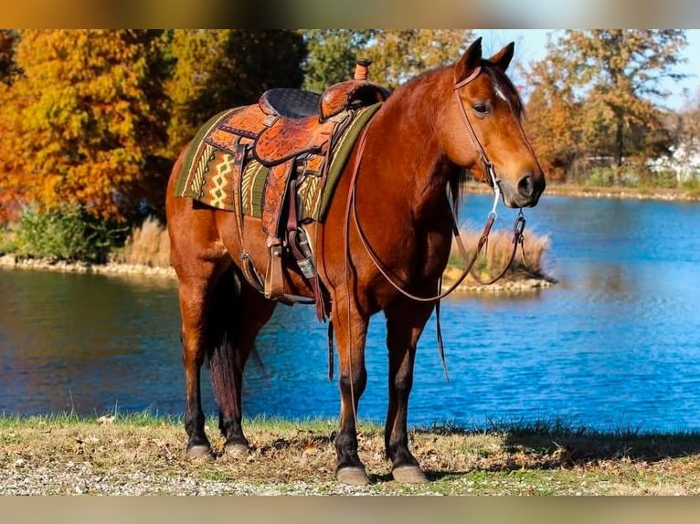 Quarter Pony Klacz 12 lat 140 cm Gniada in Robards