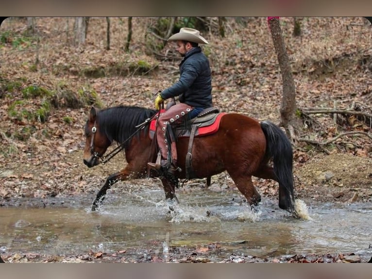 Quarter Pony Klacz 12 lat 140 cm Gniada in Robards