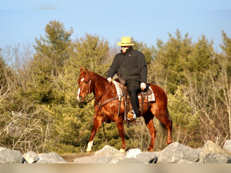 Quarter Pony Klacz 12 lat 142 cm Cisawa in Rebersburg