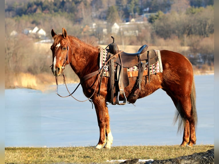 Quarter Pony Klacz 12 lat 142 cm Cisawa in Rebersburg