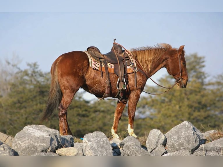 Quarter Pony Klacz 12 lat 142 cm Cisawa in Rebersburg