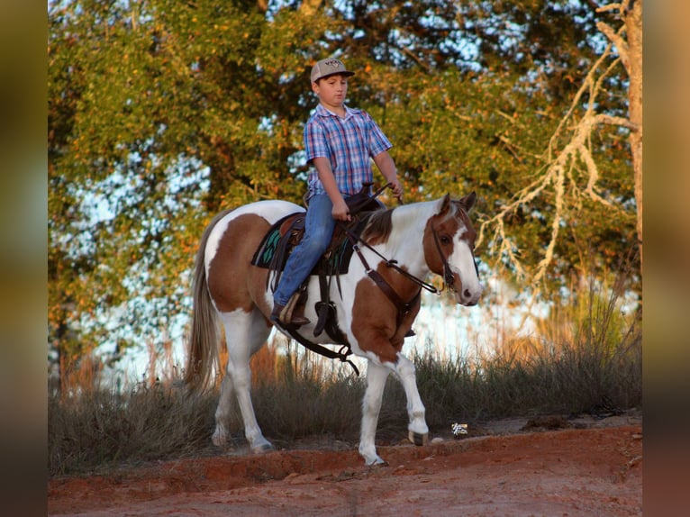 Quarter Pony Klacz 13 lat 132 cm in Elkhart, TX