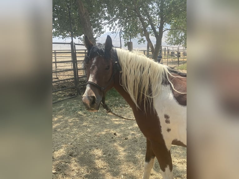 Quarter Pony Klacz 13 lat 135 cm Tobiano wszelkich maści in Tres Pinos
