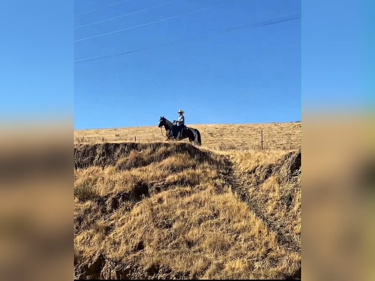 Quarter Pony Klacz 13 lat 135 cm Tobiano wszelkich maści in Tres Pinos