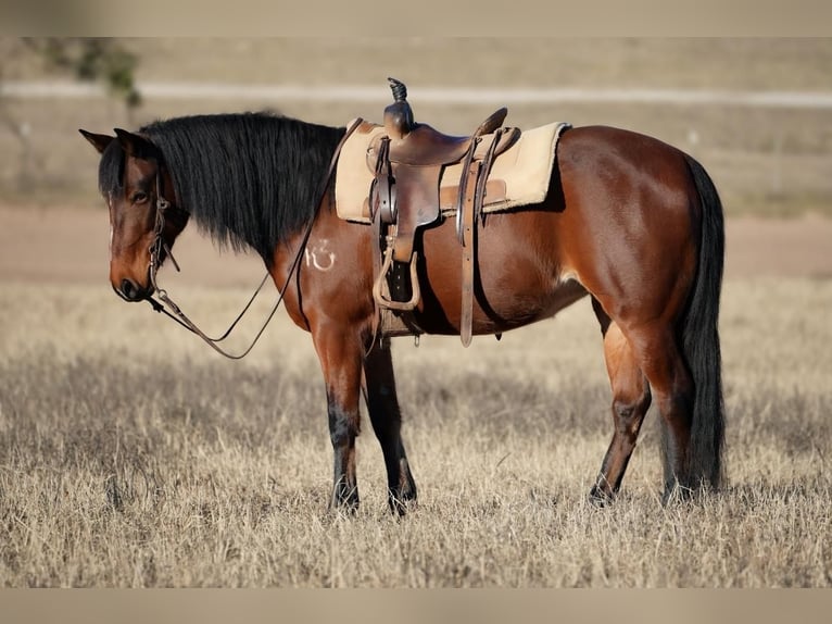 Quarter Pony Klacz 13 lat 142 cm Gniada in Weatherford, TX