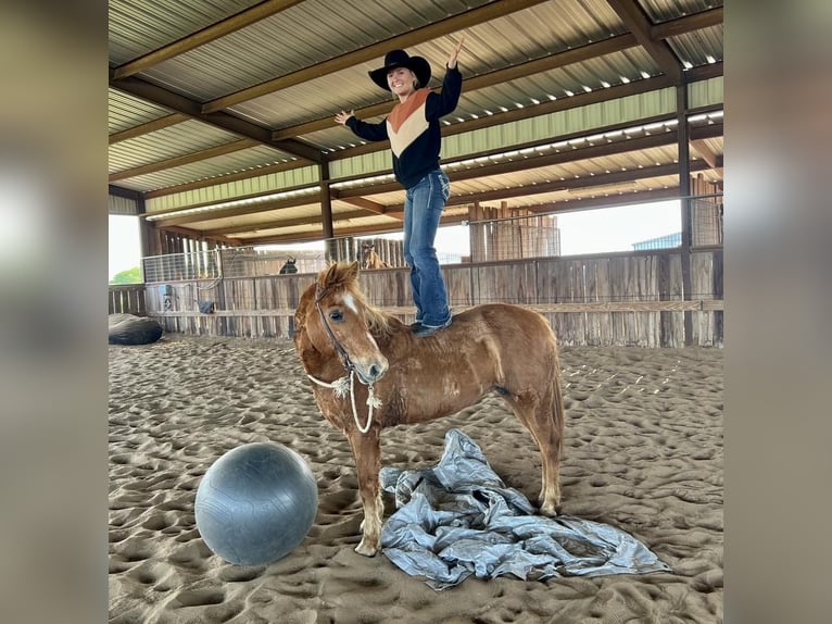 Quarter Pony Mix Klacz 13 lat Cisawa in Ravenna, TX