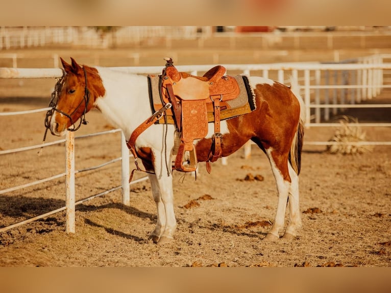 Quarter Pony Klacz 13 lat in Rockwall, TX