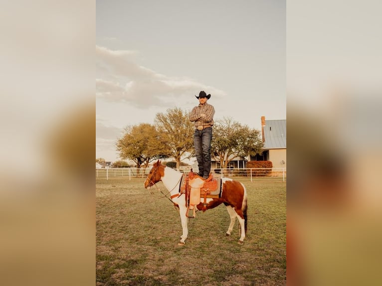 Quarter Pony Klacz 13 lat in Rockwall, TX