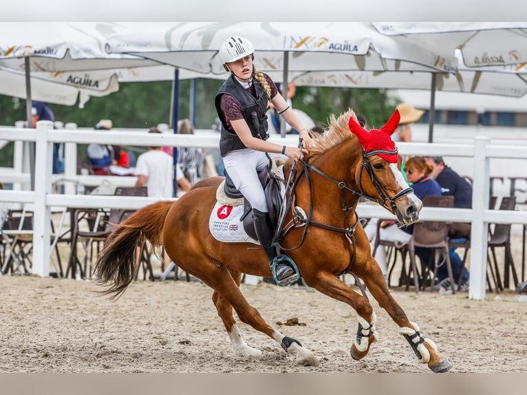 Quarter Pony Klacz 14 lat 145 cm Bułana in Madrid