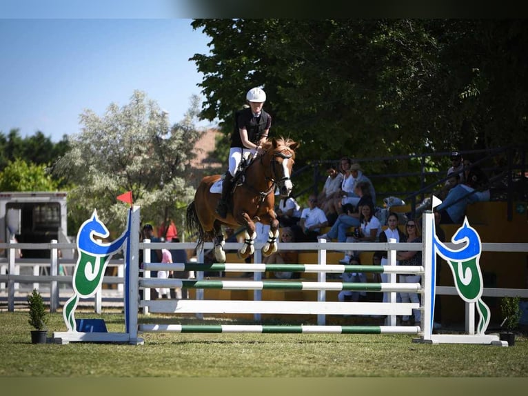 Quarter Pony Klacz 14 lat 145 cm Bułana in Madrid