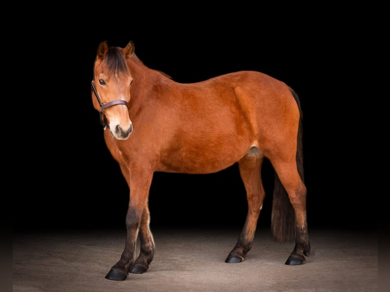 Quarter Pony Klacz 14 lat Gniada in Guyton