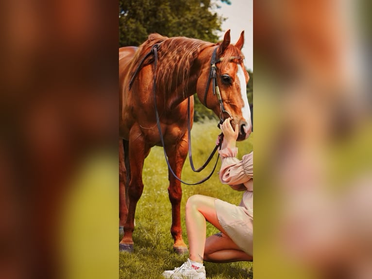 Quarter Pony Klacz 17 lat 154 cm Kasztanowata in LaarEmlichheim