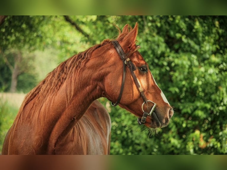 Quarter Pony Klacz 17 lat 154 cm Kasztanowata in LaarEmlichheim