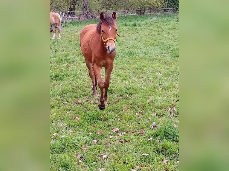 Quarter Pony Mix Klacz 1 Rok 147 cm Gniada in Leipzig