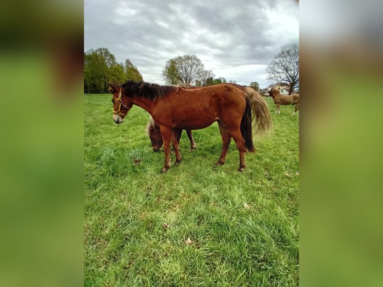 Quarter Pony Mix Klacz 1 Rok 147 cm Gniada in Leipzig
