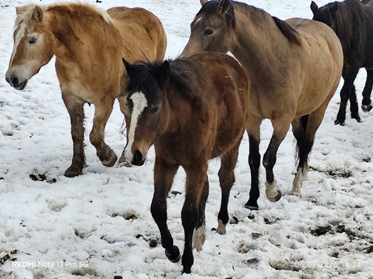 Quarter Pony Mix Klacz 1 Rok 150 cm Gniada in Buchen (Odenwald)