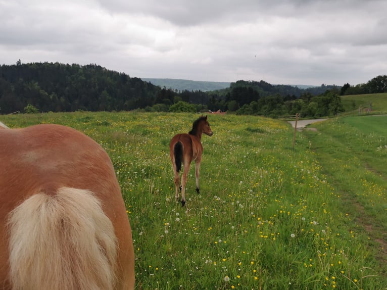Quarter Pony Klacz 1 Rok 150 cm Gniada in Fichtenberg