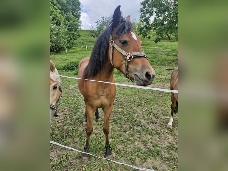 Quarter Pony Mix Klacz 2 lat 150 cm Gniada in Vasoldsberg