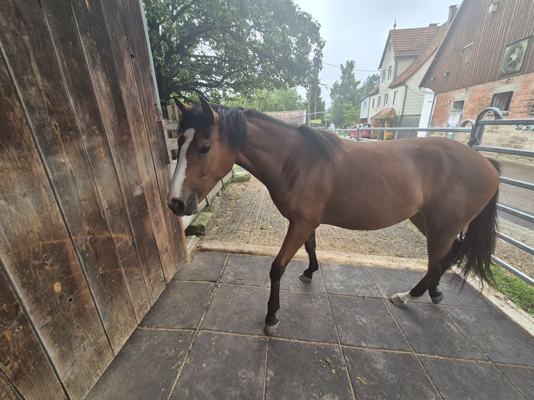 Quarter Pony Klacz 2 lat 150 cm Gniada in Fichtenberg