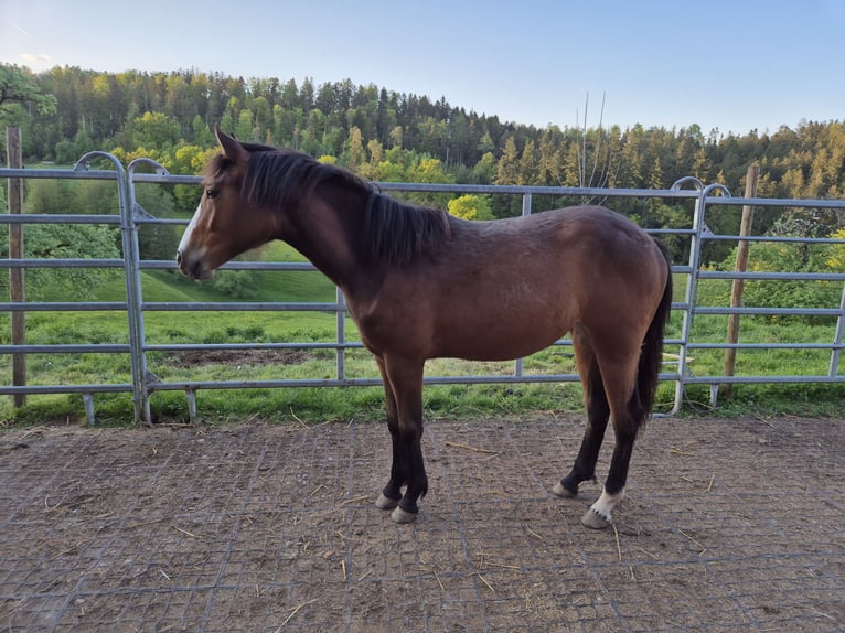 Quarter Pony Klacz 2 lat 150 cm Gniada in Fichtenberg