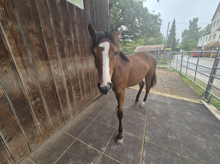 Quarter Pony Klacz 2 lat 150 cm Gniada in Fichtenberg