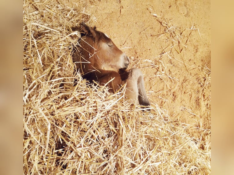 Quarter Pony Klacz 2 lat 150 cm Gniada in Fichtenberg