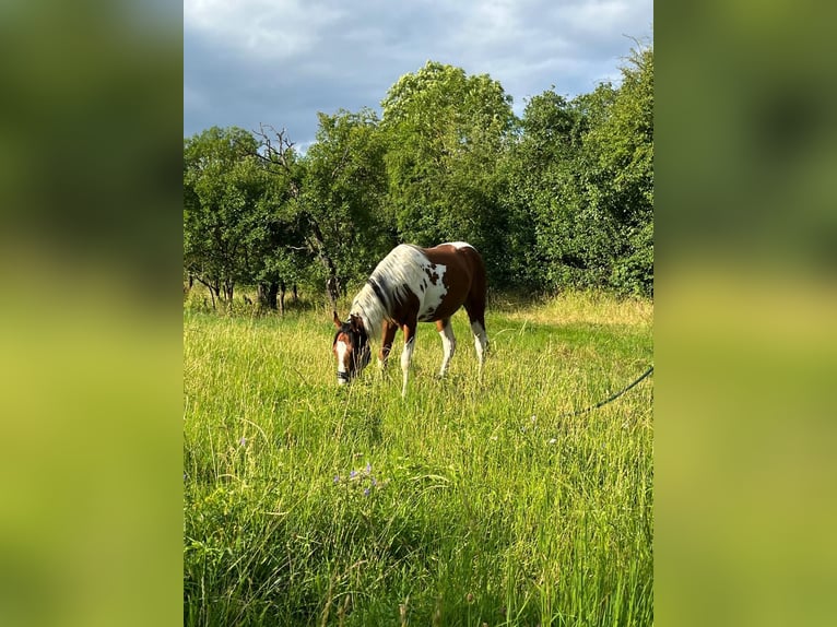 Quarter Pony Klacz 2 lat 153 cm Srokata in Ilmtal
