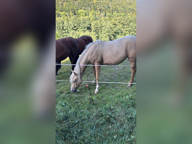 Quarter Pony Mix Klacz 2 lat 155 cm Izabelowata in Kleinschmalkalden