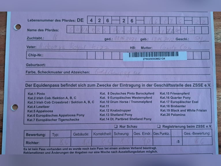 Quarter Pony Klacz 3 lat 140 cm Szampańska in Bayerbach