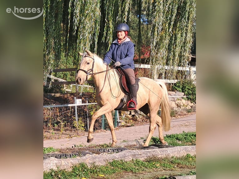 Quarter Pony Klacz 3 lat 142 cm Izabelowata in Bayerbach