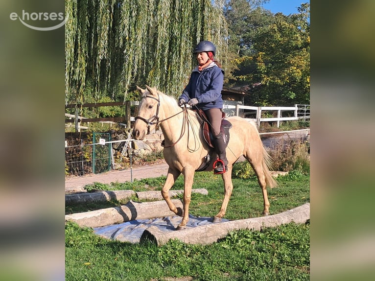 Quarter Pony Klacz 3 lat 142 cm Izabelowata in Bayerbach