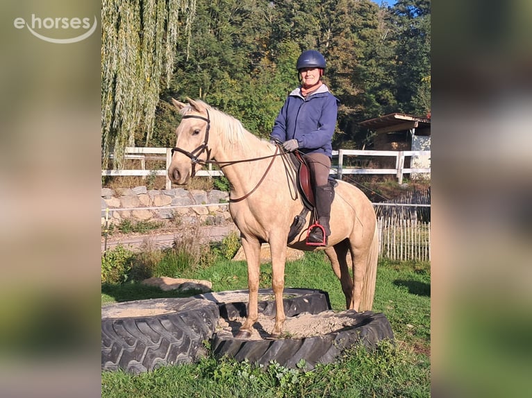 Quarter Pony Klacz 3 lat 142 cm Izabelowata in Bayerbach
