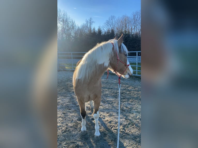 Quarter Pony Klacz 3 lat 145 cm Srokata in Grieskirchen