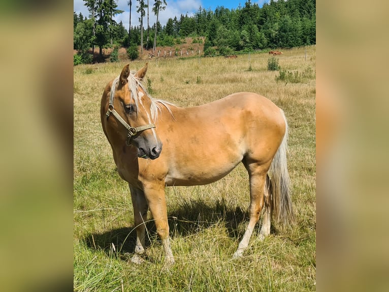Quarter Pony Klacz 3 lat 150 cm Izabelowata in Selbitz