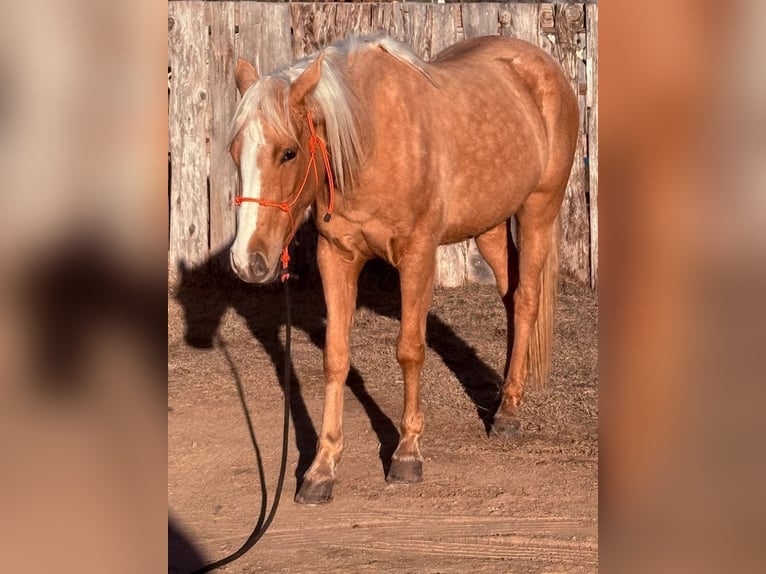 Quarter Pony Klacz 4 lat 142 cm Izabelowata in Antlers