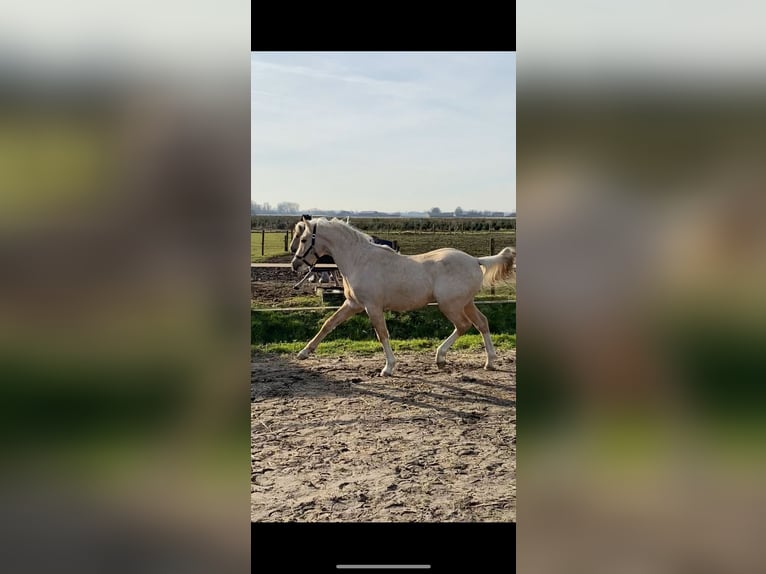 Quarter Pony Klacz 4 lat 147 cm Izabelowata in Roosendaal