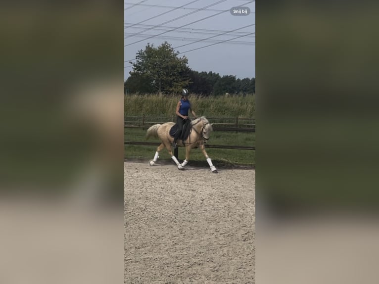 Quarter Pony Klacz 4 lat 147 cm Izabelowata in Roosendaal