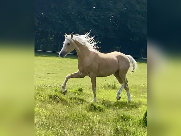 Quarter Pony Klacz 4 lat 147 cm Izabelowata in Roosendaal