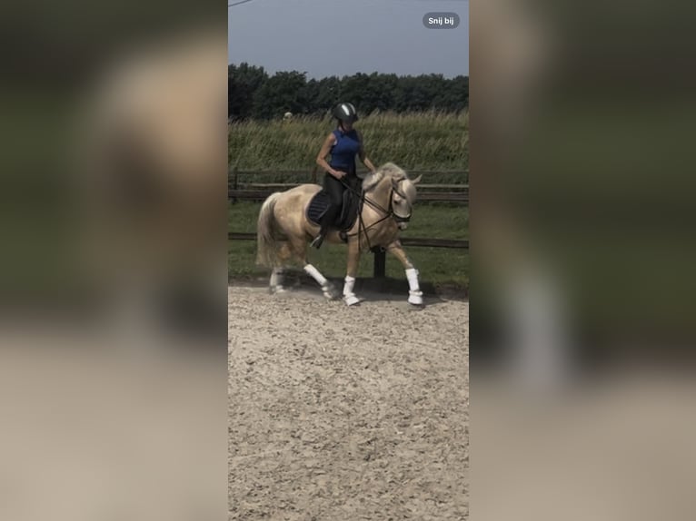 Quarter Pony Klacz 4 lat 147 cm Izabelowata in Roosendaal
