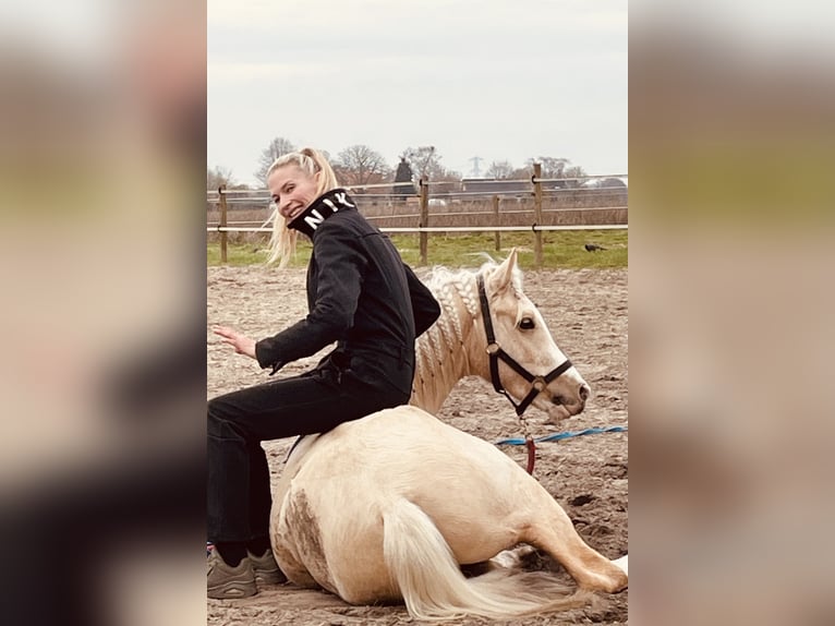 Quarter Pony Klacz 4 lat 147 cm Izabelowata in Roosendaal