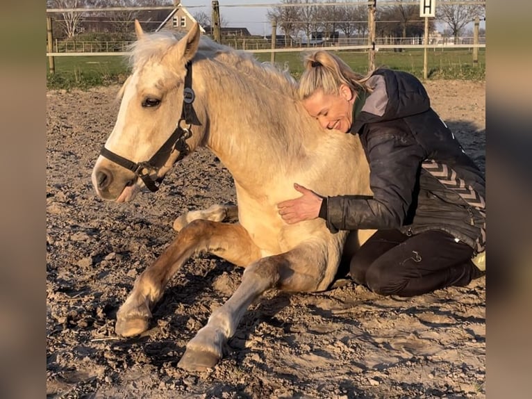 Quarter Pony Klacz 4 lat 147 cm Izabelowata in Roosendaal