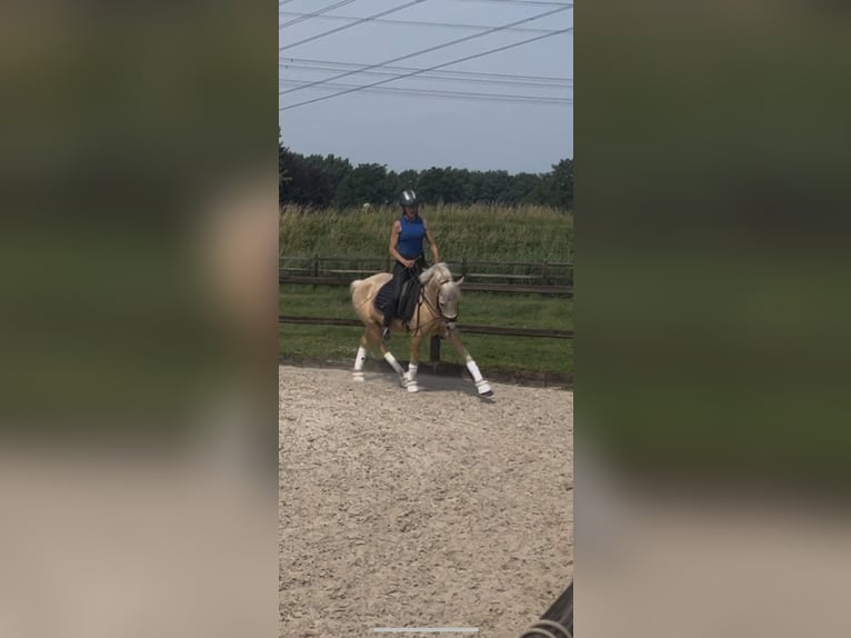 Quarter Pony Klacz 4 lat 147 cm Izabelowata in Roosendaal