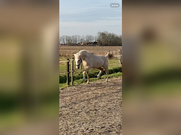 Quarter Pony Klacz 4 lat 147 cm Izabelowata in Roosendaal